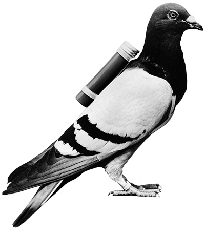 RAWMIXMEDIA — messenger bird illustration